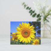 日黄ひまわり ポストカード (スタンド正面)