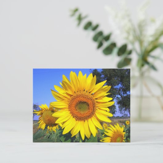 日黄ひまわり ポストカード (スタンド正面)