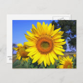 日黄ひまわり ポストカード (正面/裏面)