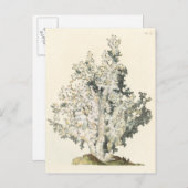 旧式な水彩画の珊瑚 ポストカード (正面/裏面)