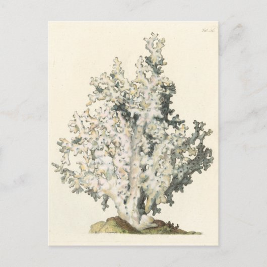 旧式な水彩画の珊瑚 ポストカード (正面)