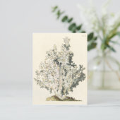 旧式な水彩画の珊瑚 ポストカード (スタンド正面)