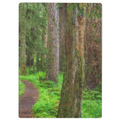 旧成長林の景勝 クリップボード (裏面)