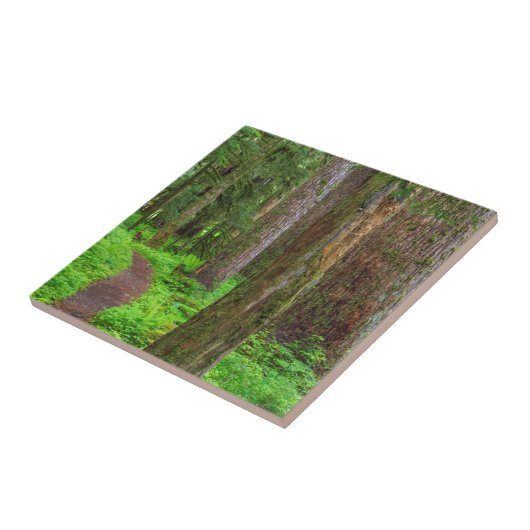 旧成長林の景勝 タイル (側面)