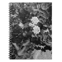 旧花スパイラル