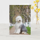 旧英語シープドッググリーティングカード カード (黄色い花)