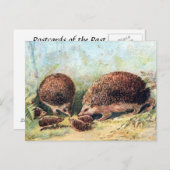 旧葉書 – Hedgehogs ポストカード (正面/裏面)