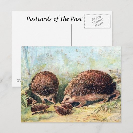旧葉書 – Hedgehogs ポストカード (正面/裏面)