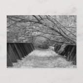 旧鉄道橋 ポストカード (正面)