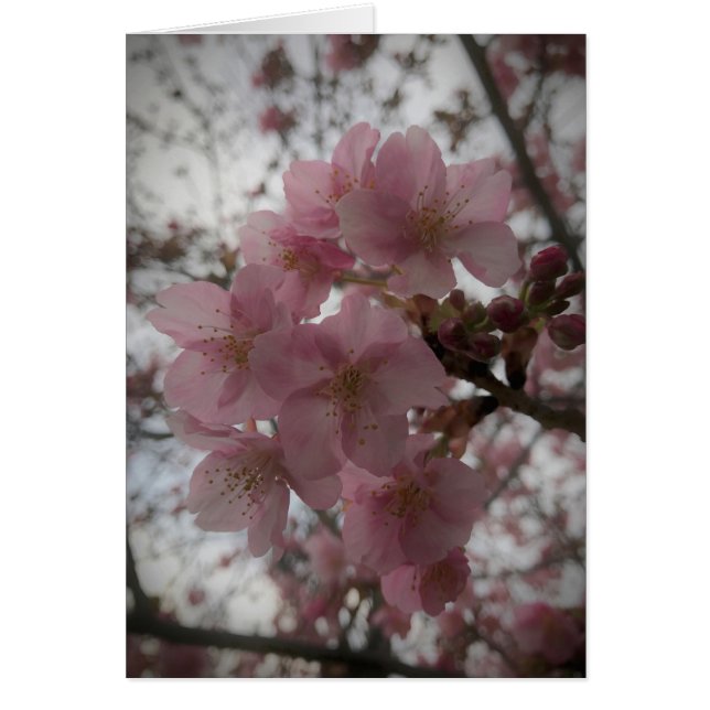 早い桜の花 (正面)