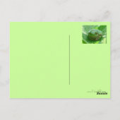 早く元気を取る – スマイル付きグリーンカエル ポストカード (裏面)