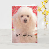 早く回復してね トイプードル 白のグリーティングカード カード (黄色い花)