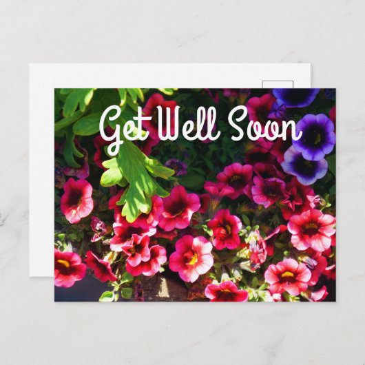 早く回復してね 赤いペチュニア #1 ポストカード (正面/裏面)
