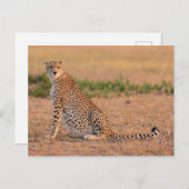 早朝にチーズを休める ポストカード (正面/裏面)