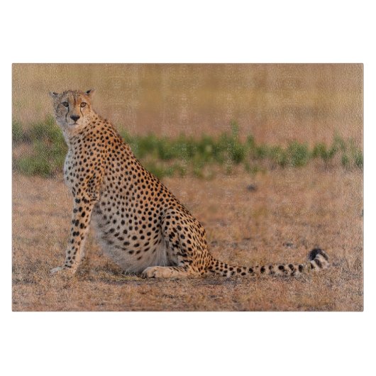 早朝に休息するチーター カッティングボード (正面)