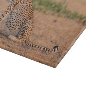 早朝に休息するチーター カッティングボード (角)