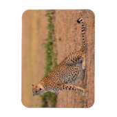 早朝に休息するチーター マグネット (縦)