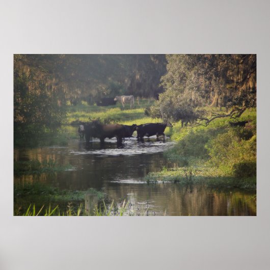 早朝の泳ぎ ポスター (正面)