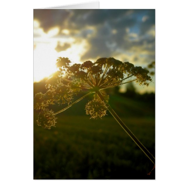 早朝の花 (正面)