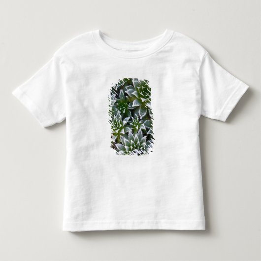 早朝の霜に覆われたセンペルビブム トドラーTシャツ (正面)