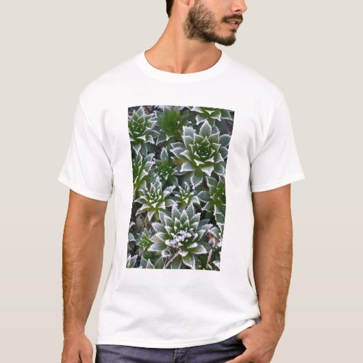 早朝の霜に覆われたセンペルビブム Tシャツ (正面)