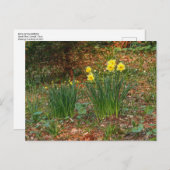 早期春ダッフォジル ポストカード (正面/裏面)