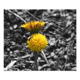 早期春受粉 フォトプリント           