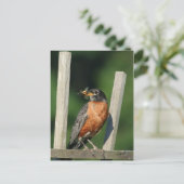 早鳥 ポストカード (スタンド正面)