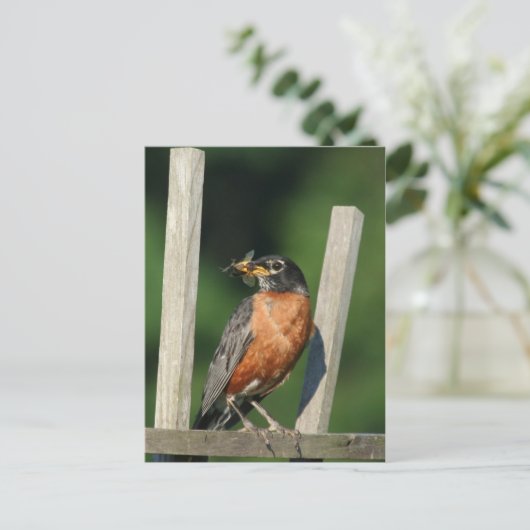 早鳥 ポストカード (スタンド正面)