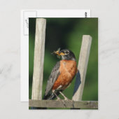 早鳥 ポストカード (正面/裏面)