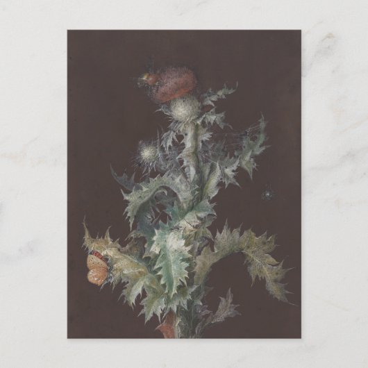 昆虫とアザミ1755ヨハンC.ディエッシュ ポストカード (正面)