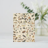 昆虫と昆虫図ヴィンテージ昆虫学はがき ポストカード (スタンド正面)