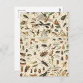 昆虫と昆虫図ヴィンテージ昆虫学はがき ポストカード (正面/裏面)