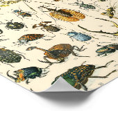 昆虫と虫チャートヴィンテージ昆虫学 ポスター (角)