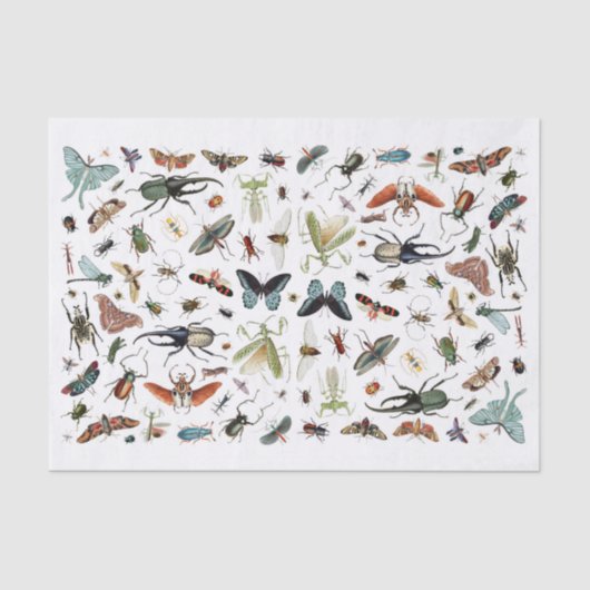 昆虫と蝶のヴィンテージ本のイラスト 薄葉紙 (正面)