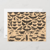 昆虫のイラストレーションのヴィンテージの郵便はがき ポストカード (正面/裏面)