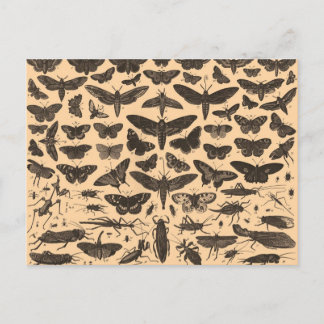 昆虫のイラストレーションのヴィンテージの郵便はがき ポストカード