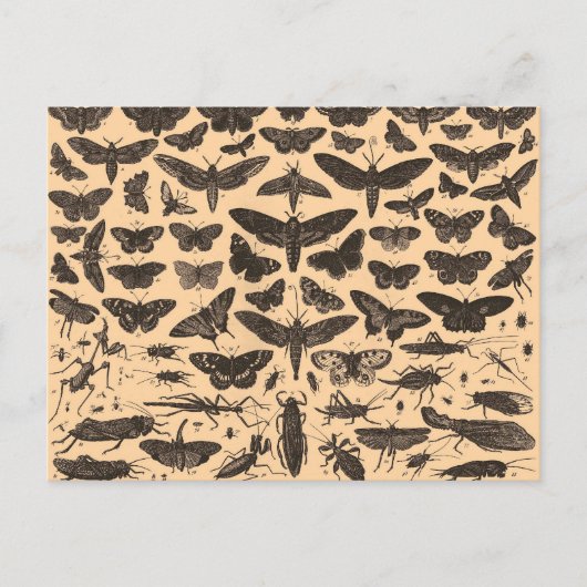 昆虫のイラストレーションのヴィンテージの郵便はがき ポストカード (正面)