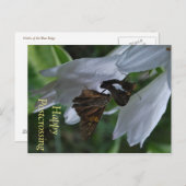 昆虫の切手を使ったポストクロッシングのポストカード ポストカード (正面/裏面)