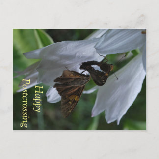 昆虫の切手を使ったポストクロッシングのポストカード ポストカード