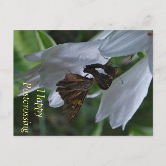 昆虫の切手を使ったポストクロッシングのポストカード ポストカード (正面)