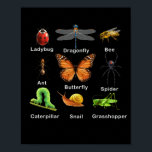 昆虫の子供の種類Bug Identification Science ポスター<br><div class="desc">昆虫の子供の種類Bug Identification Science</div>