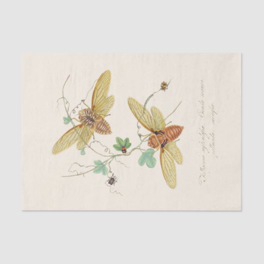 昆虫の自然史の典型 薄葉紙 (正面)