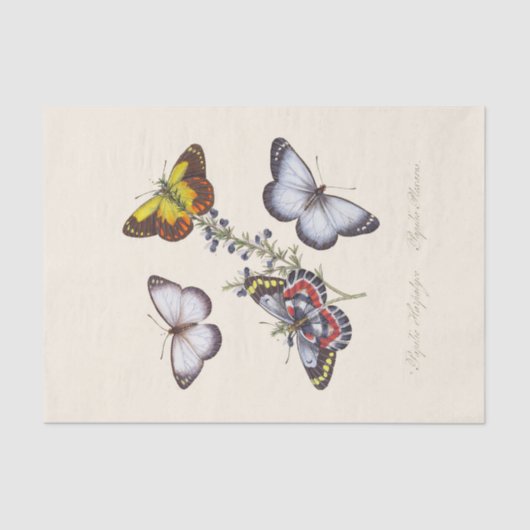 昆虫の自然史の典型 薄葉紙 (正面)