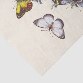 昆虫の自然史の典型 薄葉紙 (詳細)