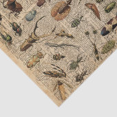 昆虫の虫のヴィンテージのイラストレーション辞書の芸術 薄葉紙 (詳細)