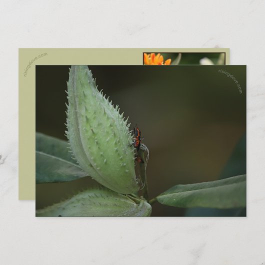 昆虫の饗宴: Oncopeltus fasciatus/Sarcophagidae (正面/裏面)