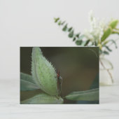 昆虫の饗宴： Oncopeltus fasciatus/Sarcophagidae (スタンド正面)