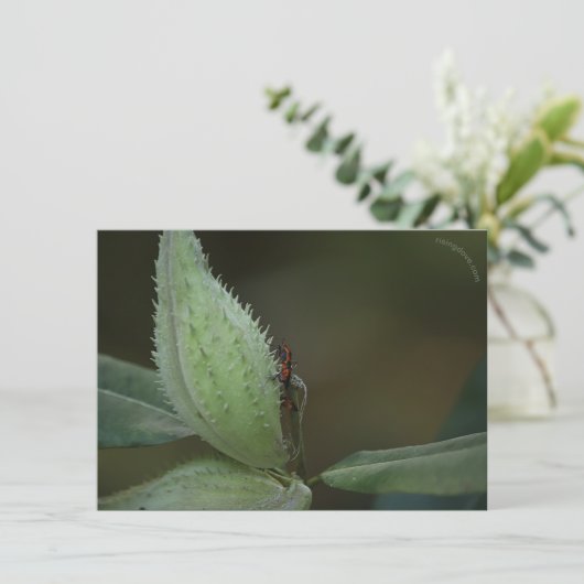 昆虫の饗宴： Oncopeltus fasciatus/Sarcophagidae (スタンド正面)