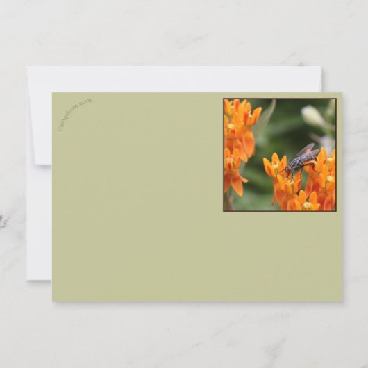 昆虫の饗宴: Oncopeltus fasciatus/Sarcophagidae (裏面)